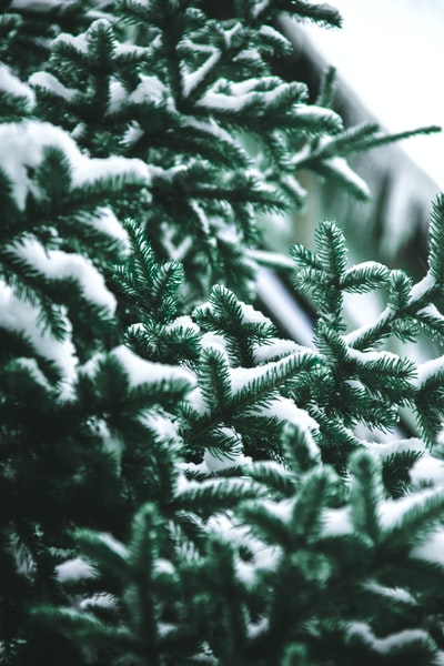 雪域绿松树特写摄影